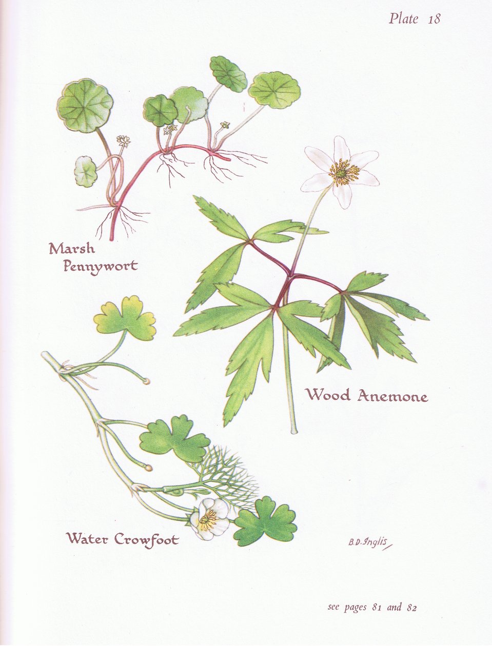 Moeraspenningkruid, Bosanemoon, Waterranonkel door Bessie D. Inglis