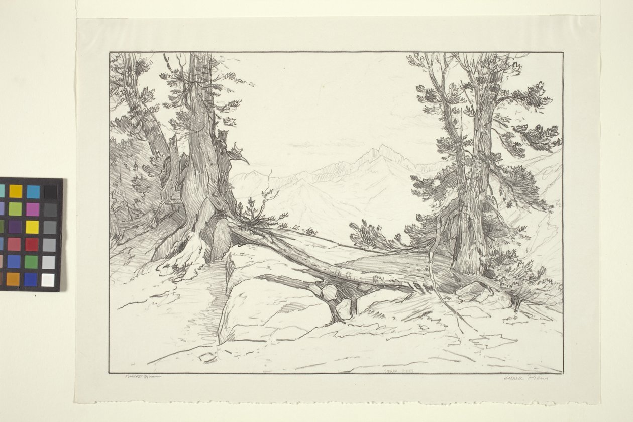 Sierra Pines door Bolton Coit Brown