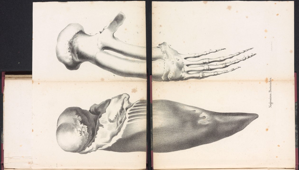 Borstvinnen van de walvis, 1827 door Bossuet