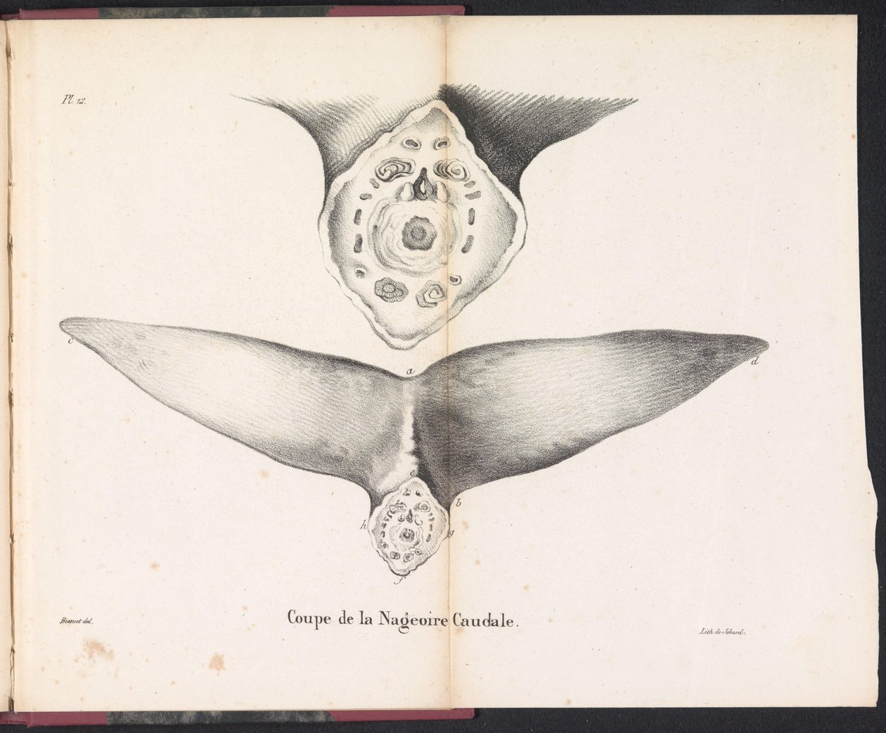 Doorsnede van de staartvin van de walvis, 1827 door Bossuet