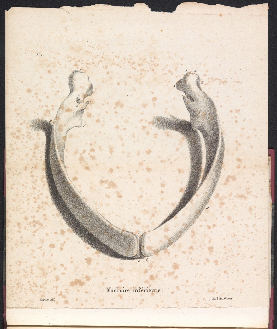 Onderkaak van de walvis door Bossuet