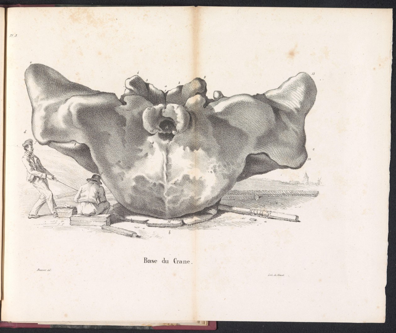 Schedel van de walvis, 1827 door Bossuet