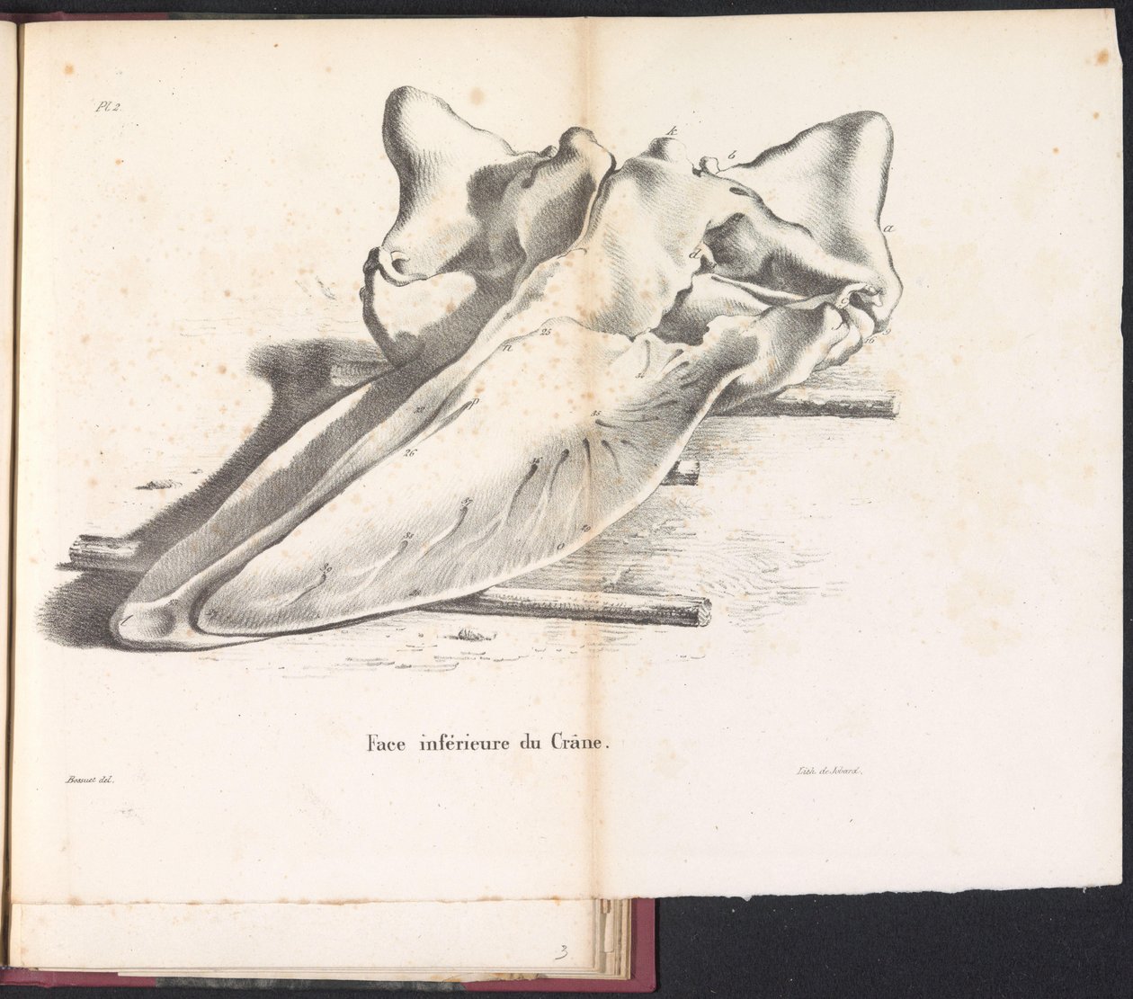 Schedel van de walvis, 1827 door Bossuet