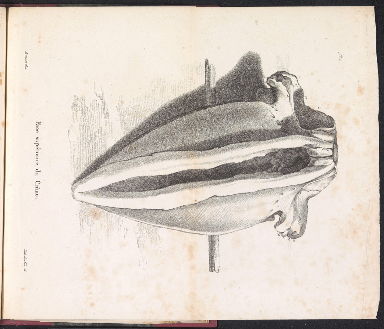 Schedel van de walvis, 1827 door Bossuet