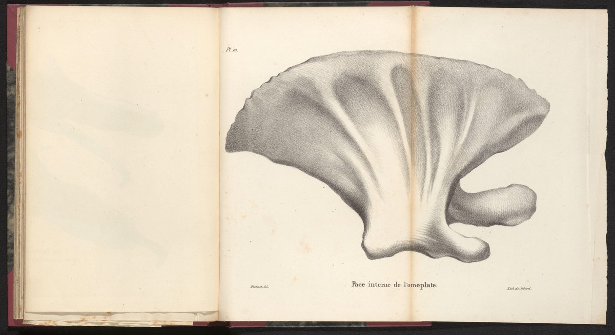 Schouderblad van de walvis, 1827 door Bossuet
