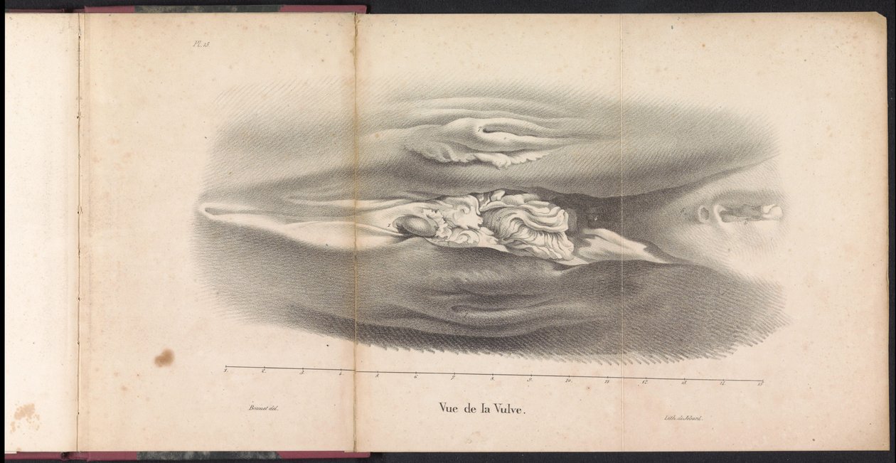 Vrouwelijke geslachtsorganen van de walvis, 1827 door Bossuet