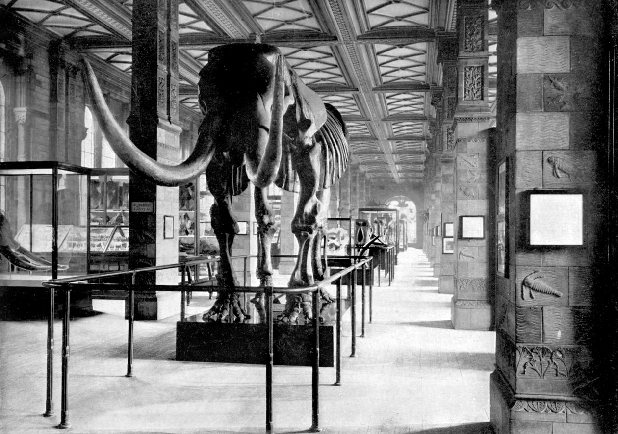 De Grote Mastodont in de Zuidoostelijke Galerij van het Natuurhistorisch Museum, South Kensington, Londen, 1890 door British Photographer