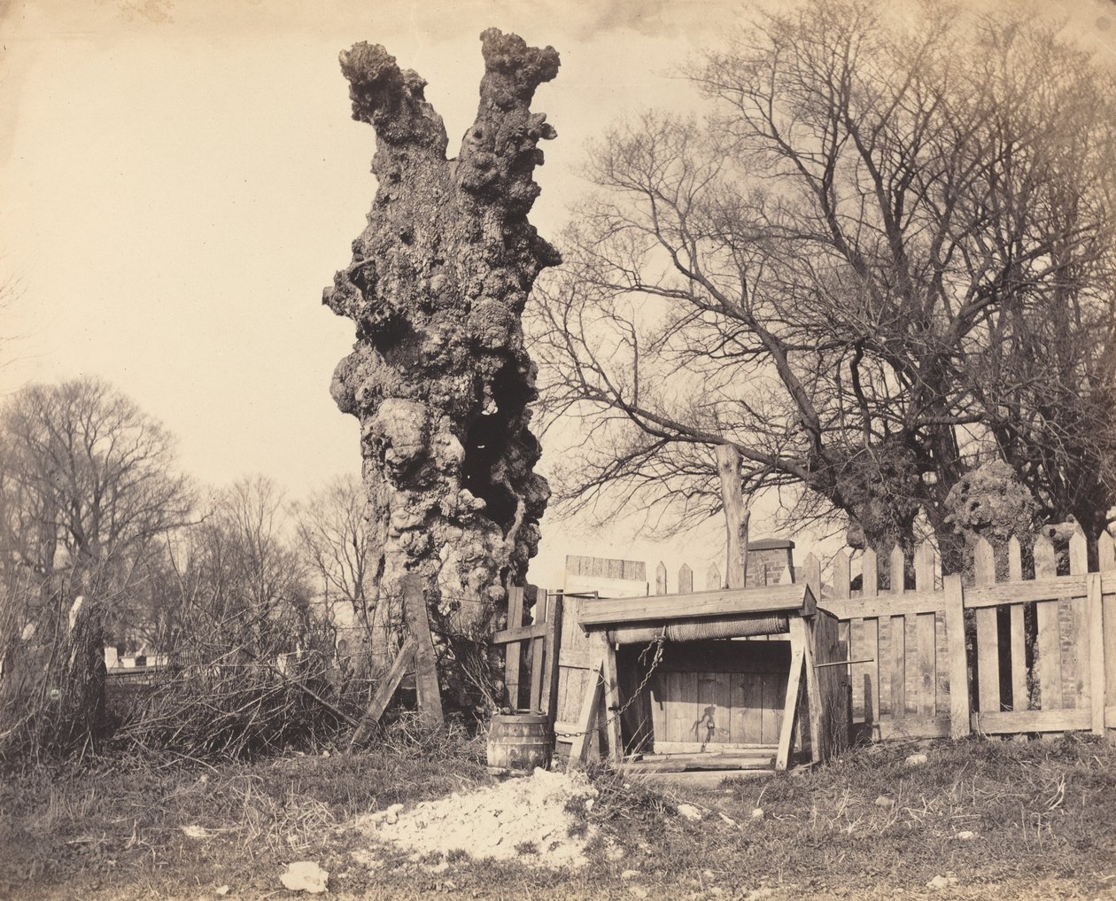 Oude boom bij Chatham door British 19th Century