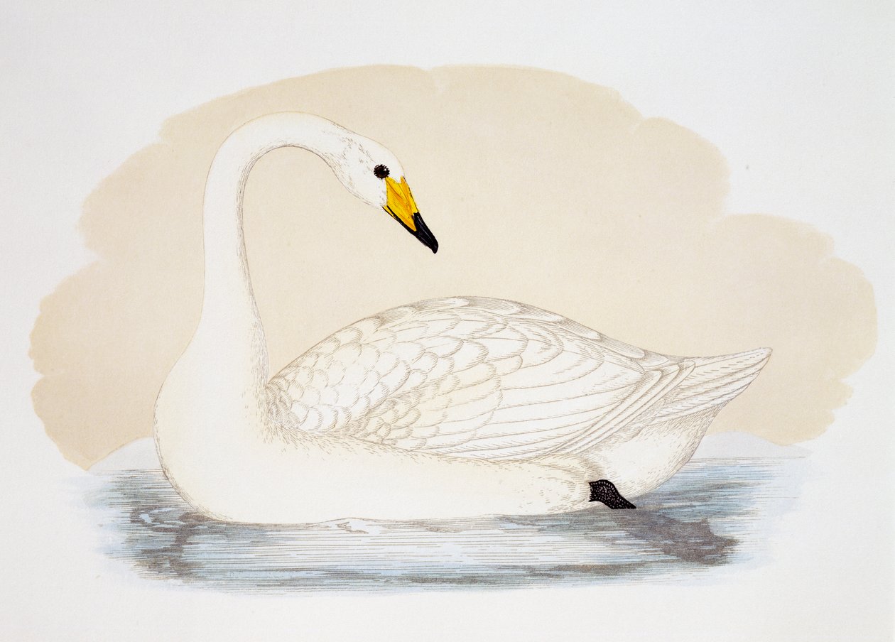 Wilde zwaan (Cygnus cygnus), gravure, Verenigd Koninkrijk door British School