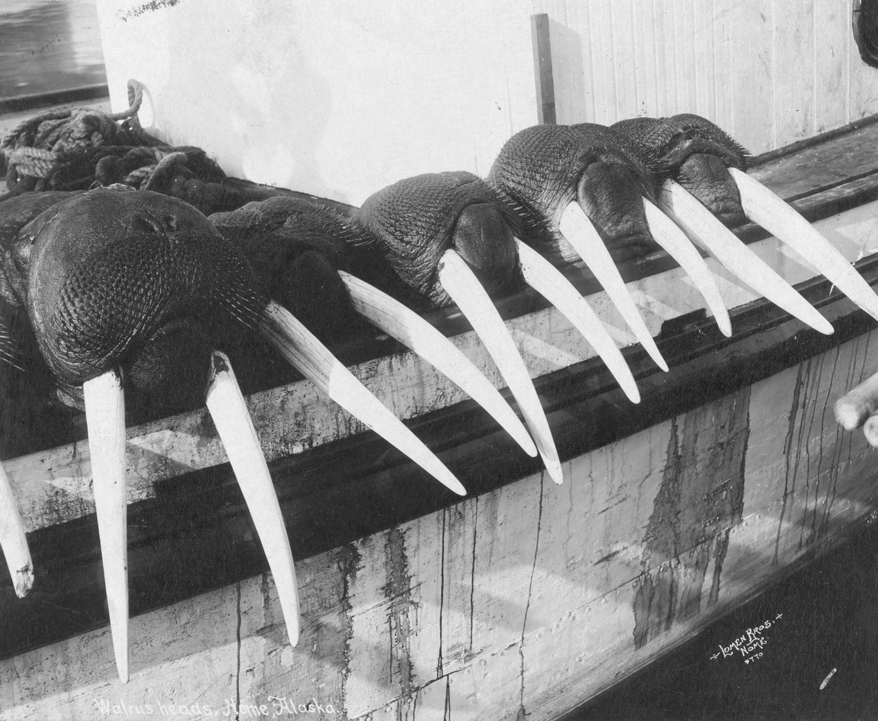 Walrusslagtanden, Nome, Alaska, ca.1931 (foto) door Brothers Lomen