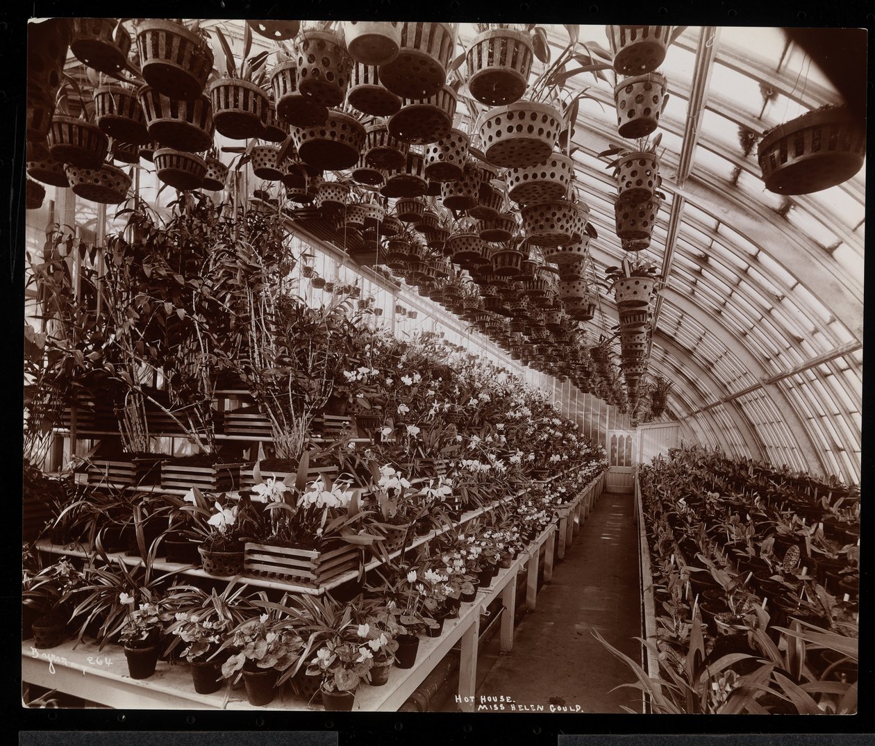 Orchideeën in een kas op het Helen Gould landgoed (voormalige Jay Gould residentie) in Tarrytown, New York, 1894 door Byron Company