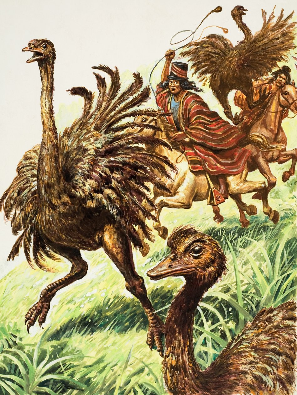 Rheas (gouache op papier) door C.L. Doughty