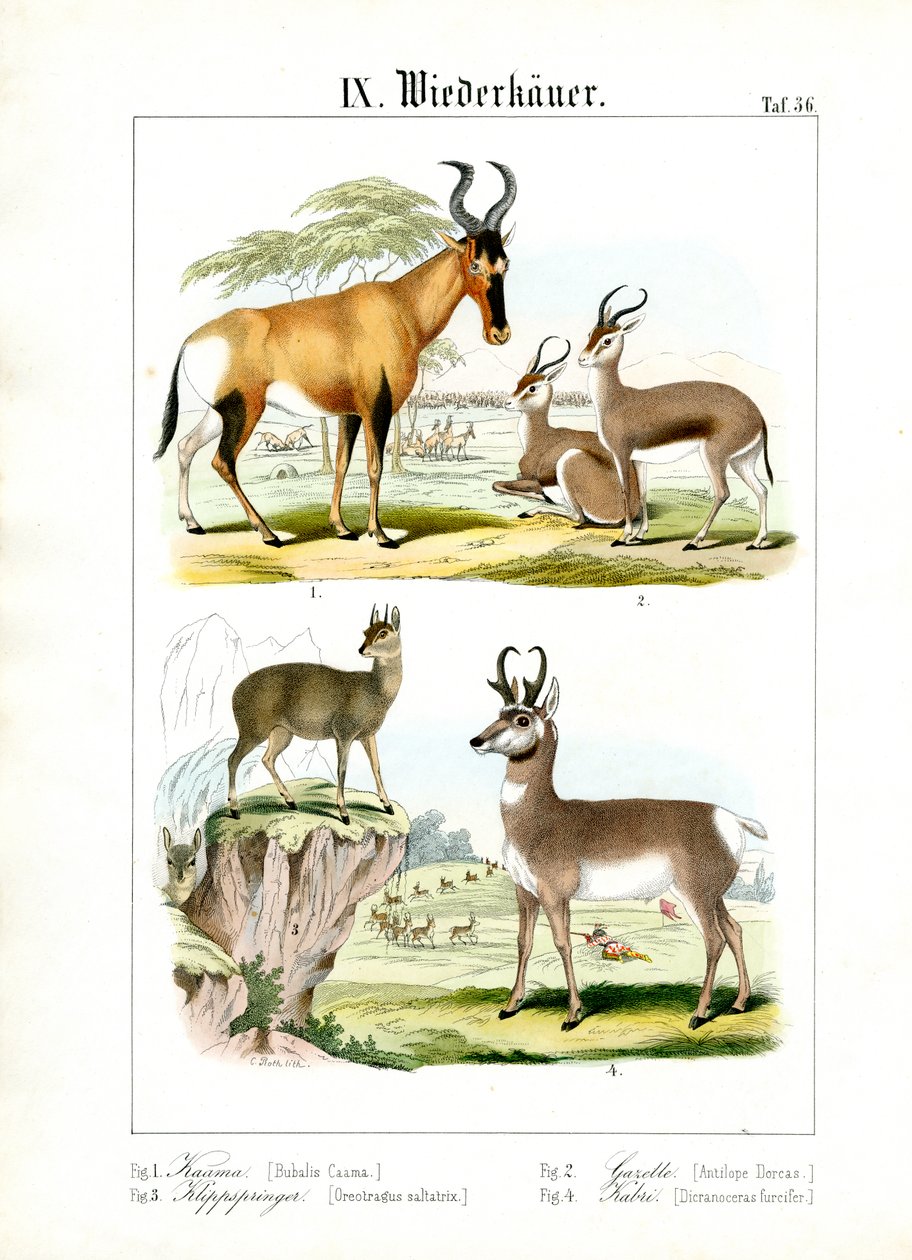 Afrikaanse herkauwers van de savanne door C. Roth