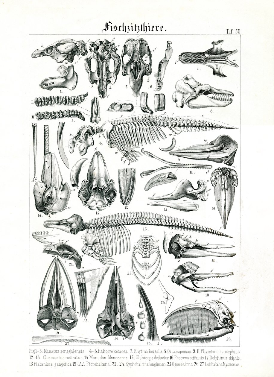 Anatomische illustratie van zeezoogdieren door C. Roth
