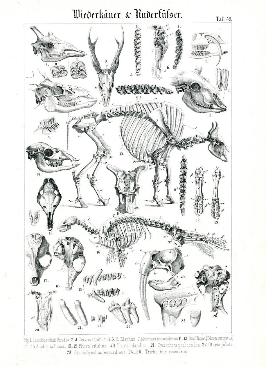Anatomische illustratie van herkauwers en vinpotigen door C. Roth