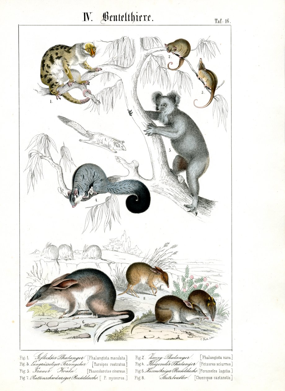 Australische buideldieren in hun natuurlijke omgeving door C. Roth