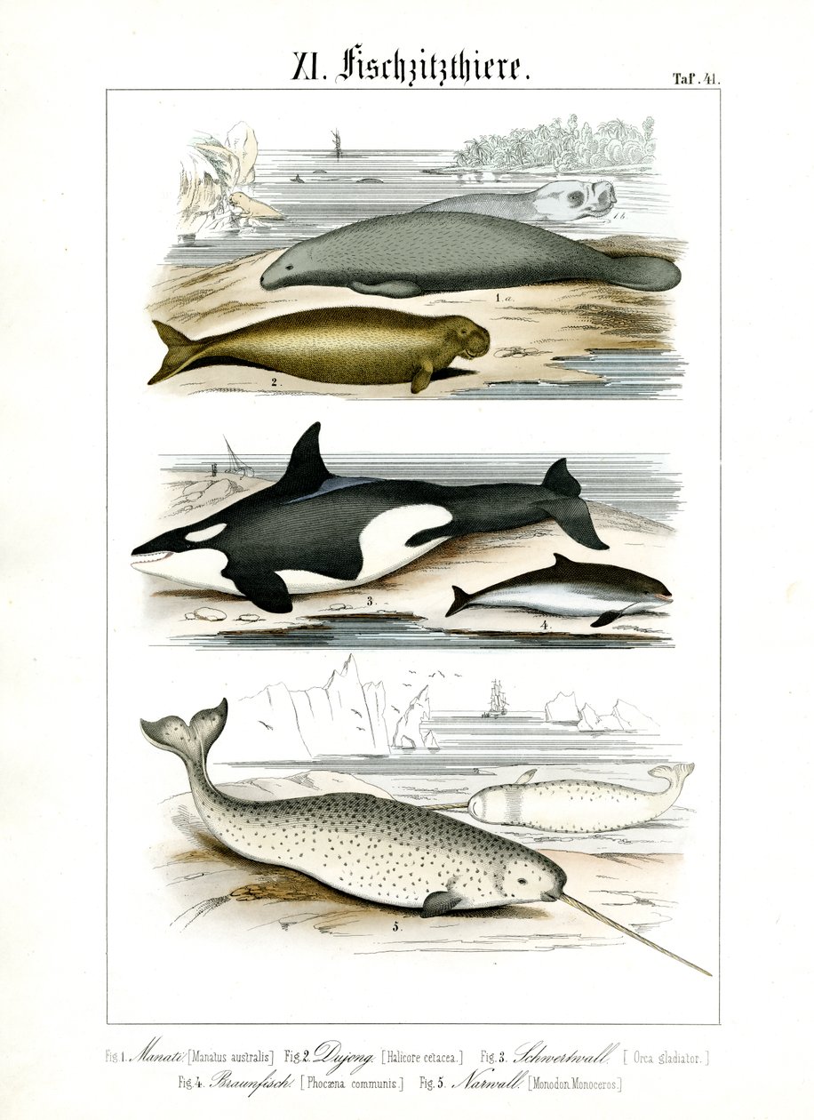 Zeezoogdieren en hun anatomische kenmerken door C. Roth