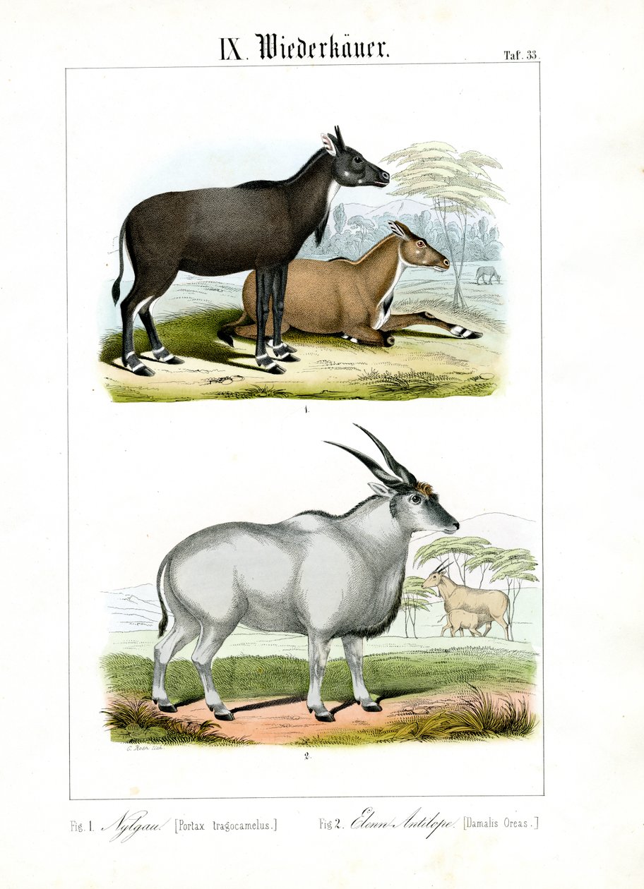 Nilgai en Elandantilope door C. Roth