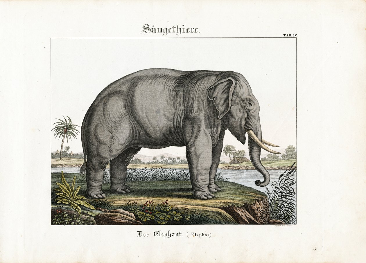 Afrikaanse olifant door C. Steglich