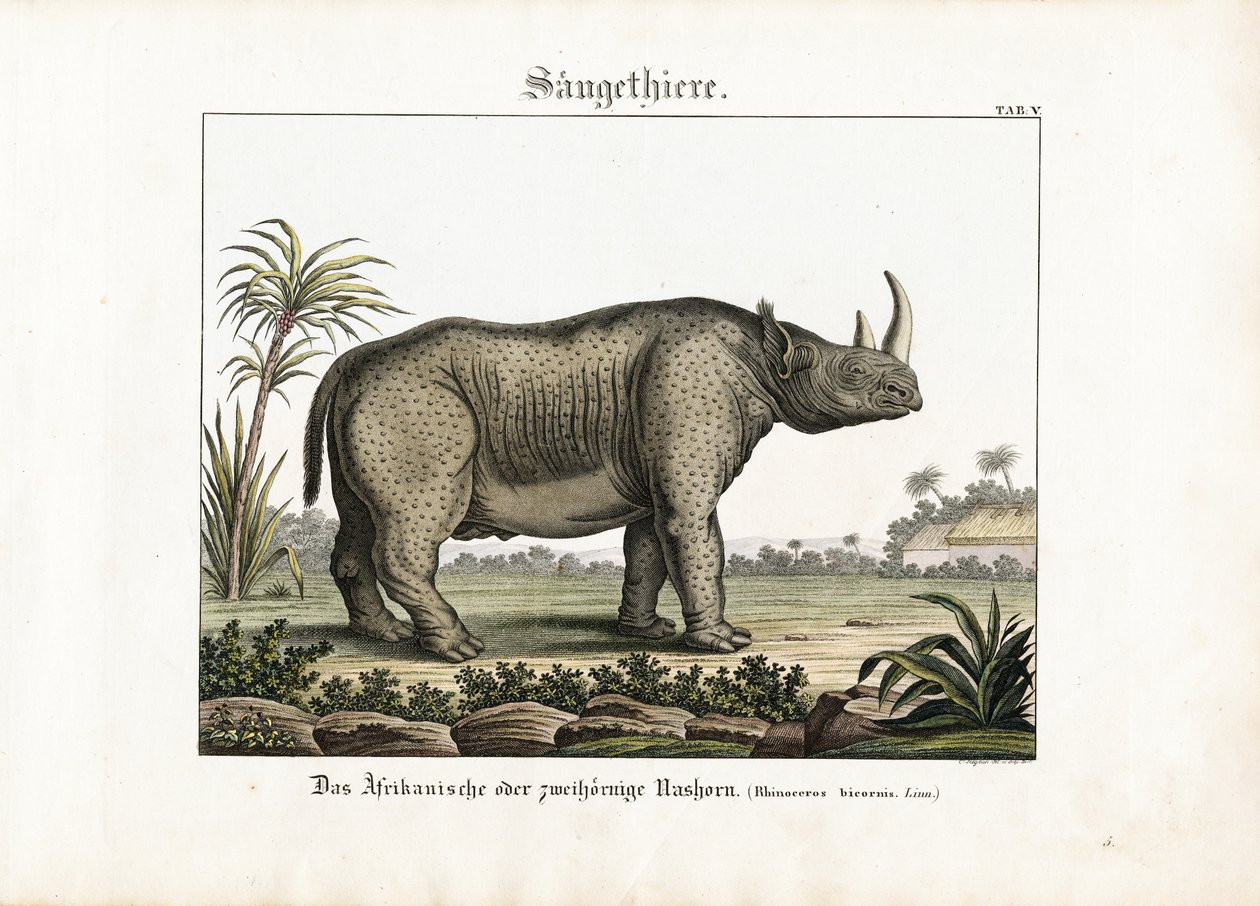 Afrikaanse of tweehoornige neushoorns door C. Steglich