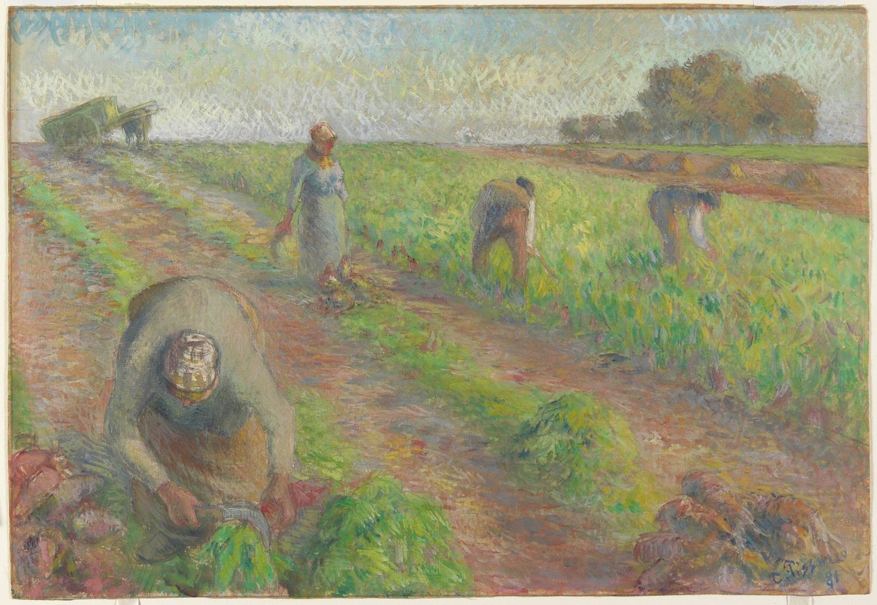 De Bietenoogst (La Récolte des betteraves), 1881 door Camille Jacob Pissarro