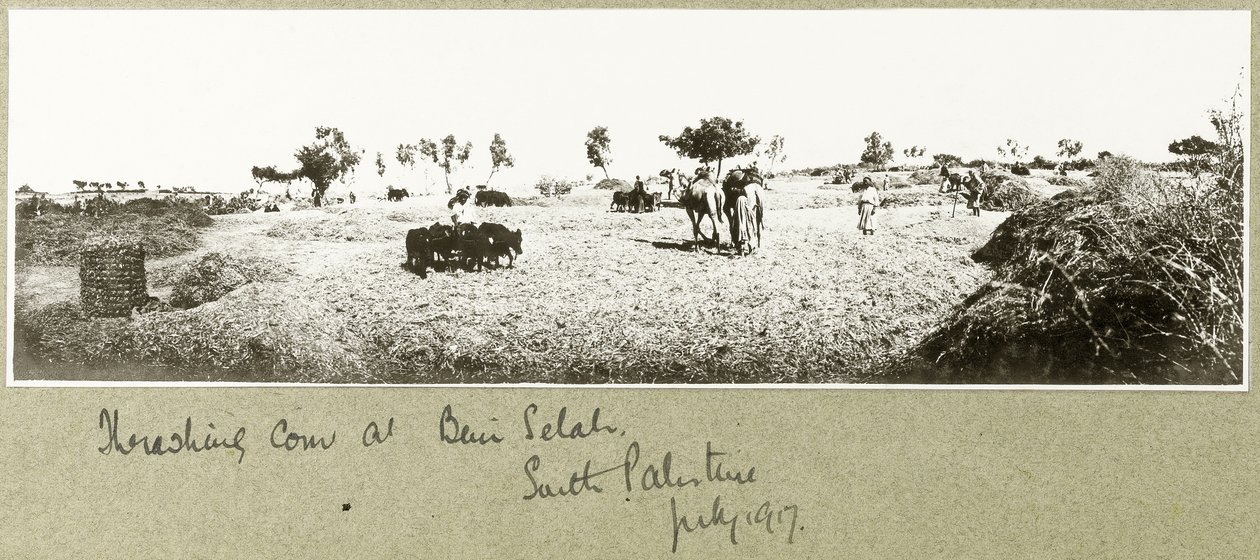 Koren dorsen bij Beni Selah, juli 1917 door Capt. Arthur Rhodes