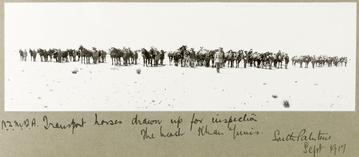 N.Z.M.F.A. transportpaarden opgesteld voor inspectie op het strand, Khan Yunis, september 1917 door Capt. Arthur Rhodes