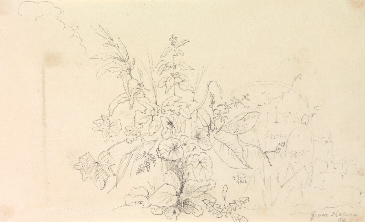 Schets van Planten en een Mijlpaal uit de Natuur, 3 juni 1826 door Capt. Thomas Hastings