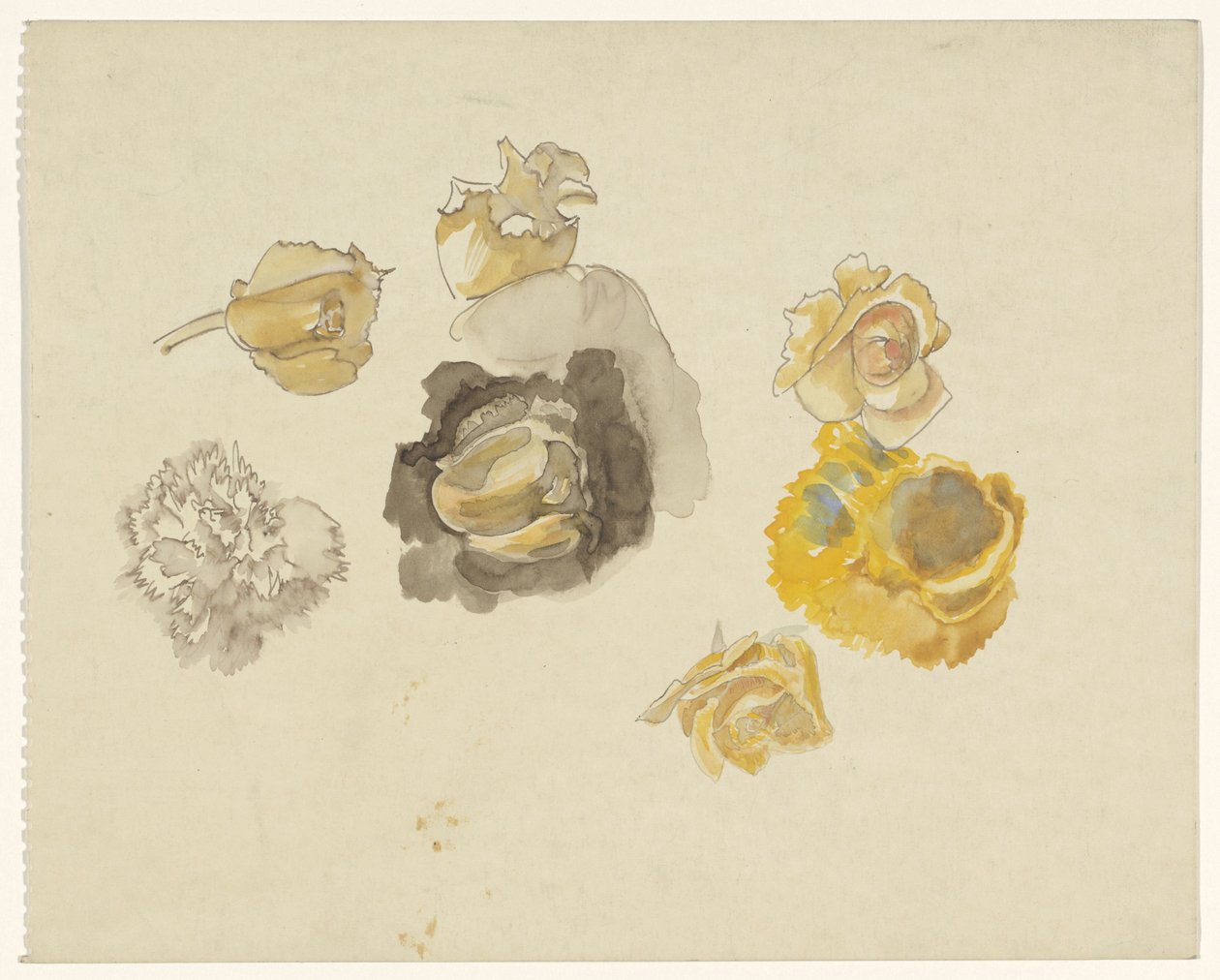 Studies van bloemen in geel door Carel Adolph Lion Cachet