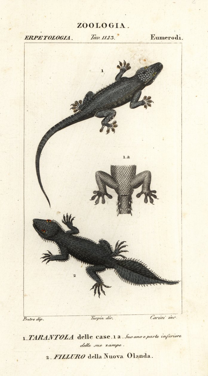 Huismuurgekko, Hemidactylus frenatus, en breedstaartgekko, Phyllurus platurus door Carini Carini