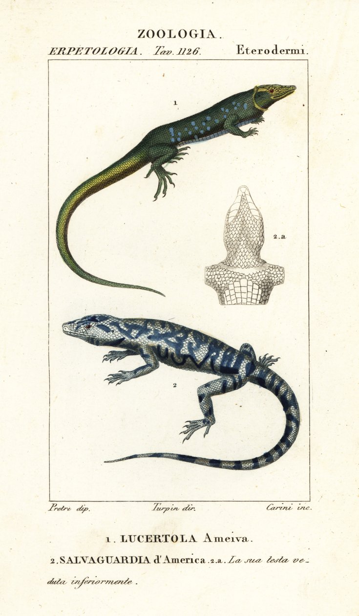 Jungle-renner, Ameiva ameiva, Lucertola ameiva 1 en gouden teju, Tupinambis teguixin, Salvaguardia d