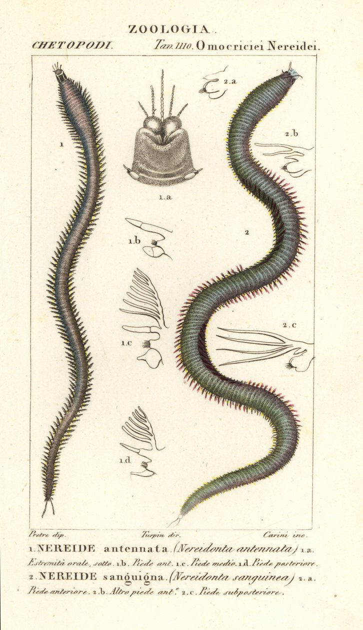 Leodice antennata, Nereidonta antennata 1, en Eunice sanguinea, Nereidonta sanguinea 2 door Carini Carini