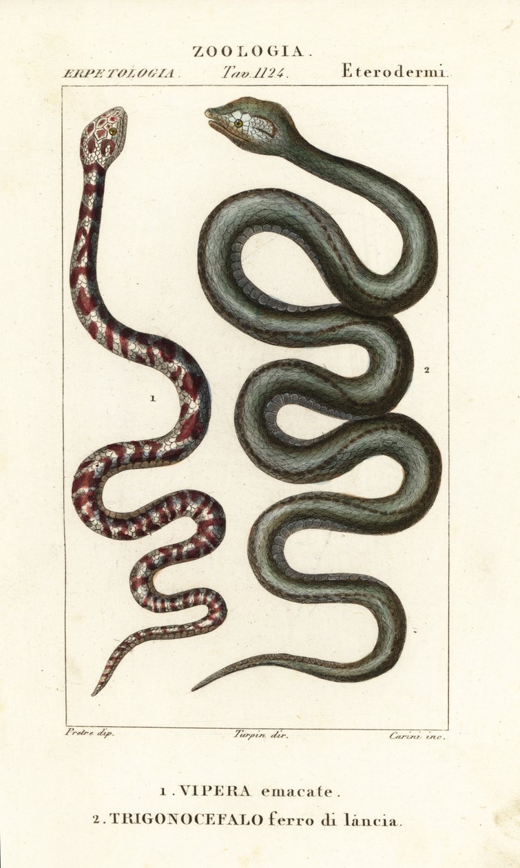 Ringhals cobra, Hemachatus haemachatus 1, en Martinique lanspuntslang, Bothrops lanceolatus 2 door Carini Carini