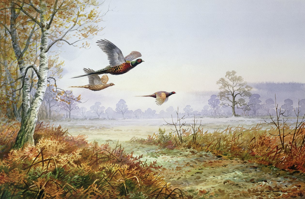 Fazanten in vlucht door Carl Donner