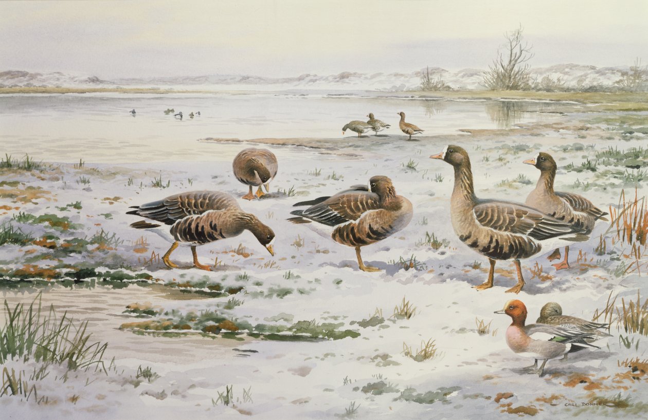 Rietganzen door Carl Donner