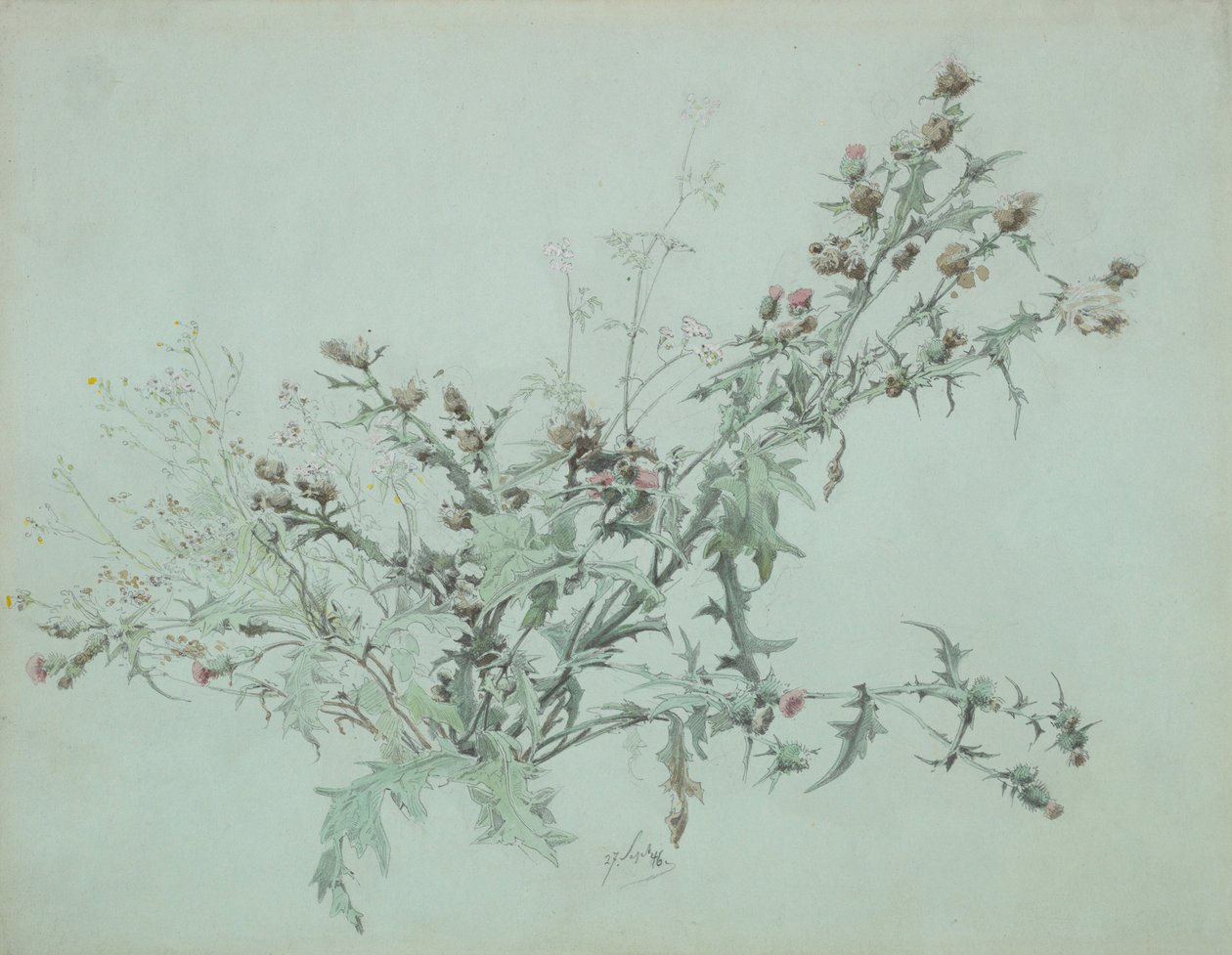 Studie van een bloeiende distel, 1846 door Carl Georg Anton Graeb