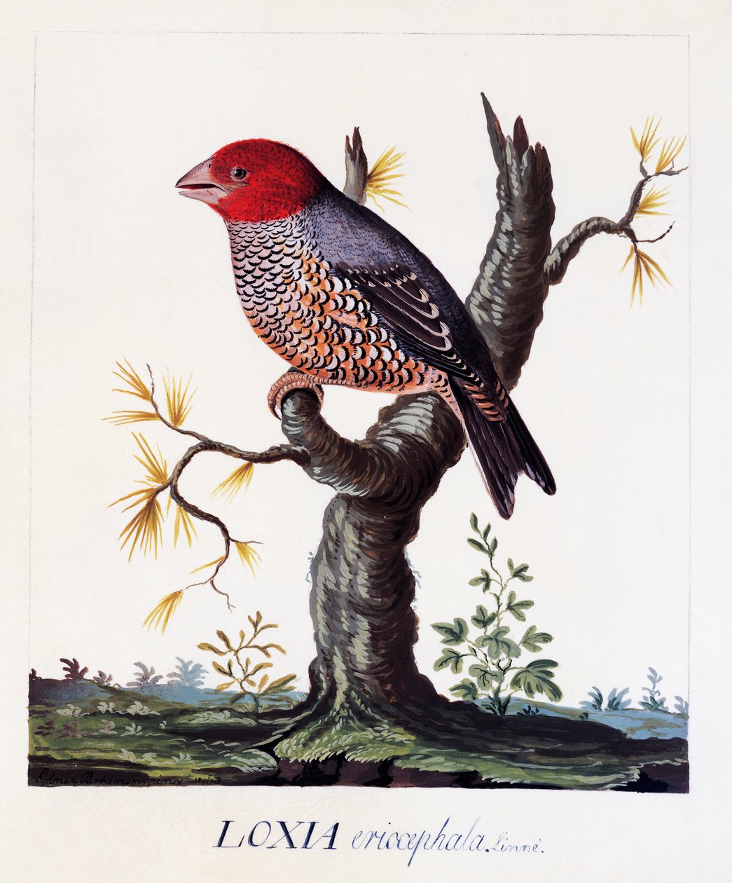 Loxia erythrocephala (Amadina erythrocephala), Roodkopvink, aquarel door Carl Linnaeus