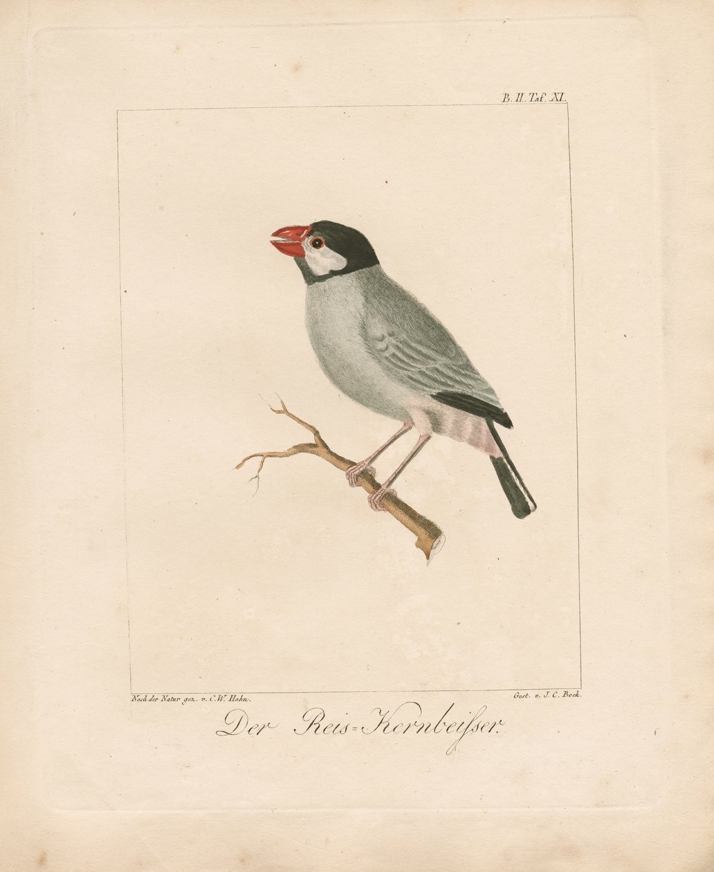 De Java-rijstvink (handgekleurde litho) door Carl Wilhelm Hahn