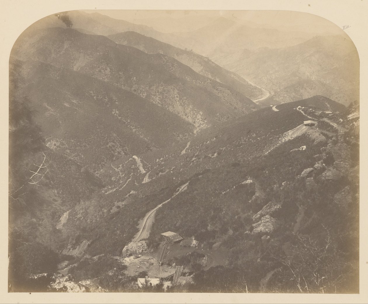 (Josephine en Pine Tree) door Carleton E. Watkins