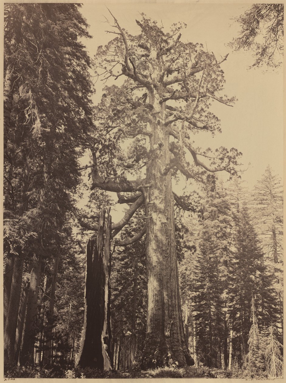 Grizzly Giant, Mariposa Grove door Carleton E. Watkins