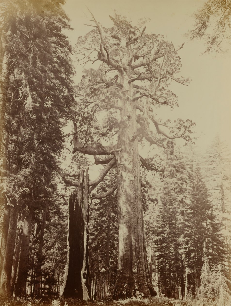 Grizzly Reus, Mariposa Grove door Carleton E. Watkins