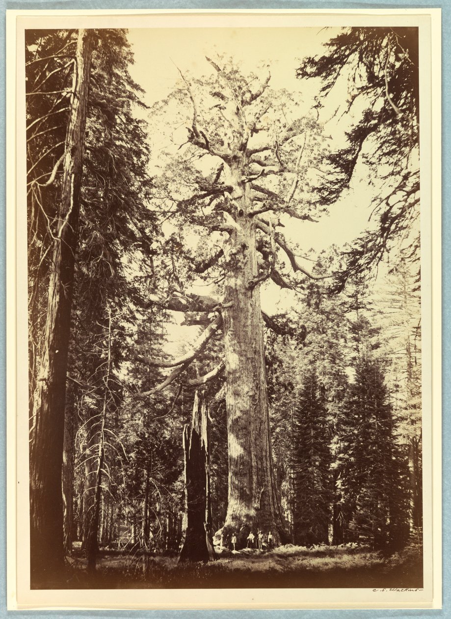 De Grizzly Giant, Mariposa Grove, Yosemite door Carleton E. Watkins