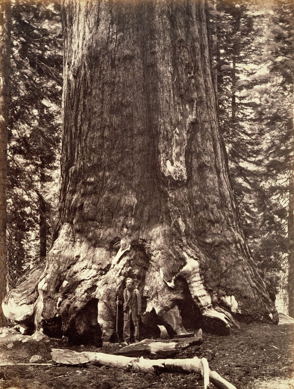 Basis van de Grizzly Giant, Giant Sequoia boom, Yosemite, Californië, 1868 door Carleton Emmons Watkins