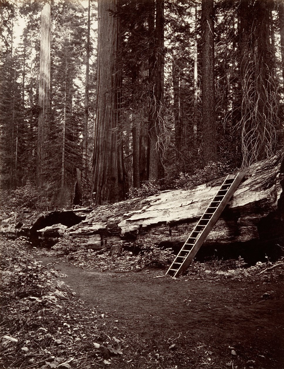 Vader van het woud, 1865-66, gedrukt ca. 1876 door Carleton Emmons Watkins