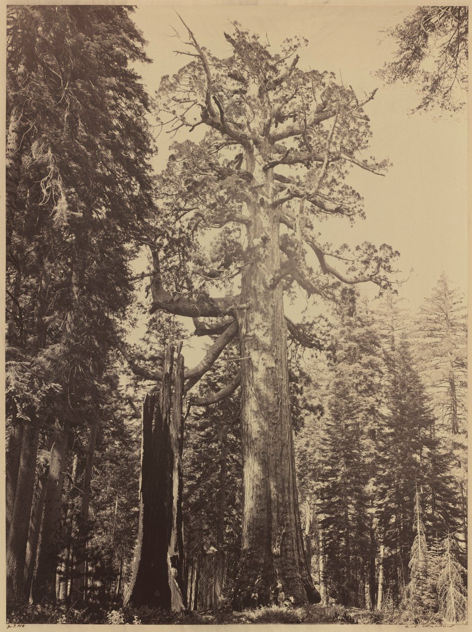 Grizzlyreus, Mariposa Grove,1861 (foto) door Carleton Emmons Watkins