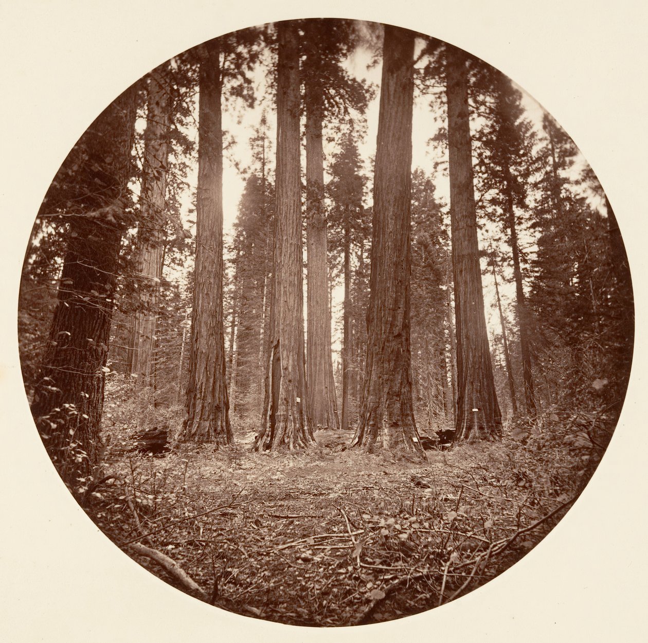 James King of William. Keyston State etc. Calaveras Grove door Carleton Emmons Watkins