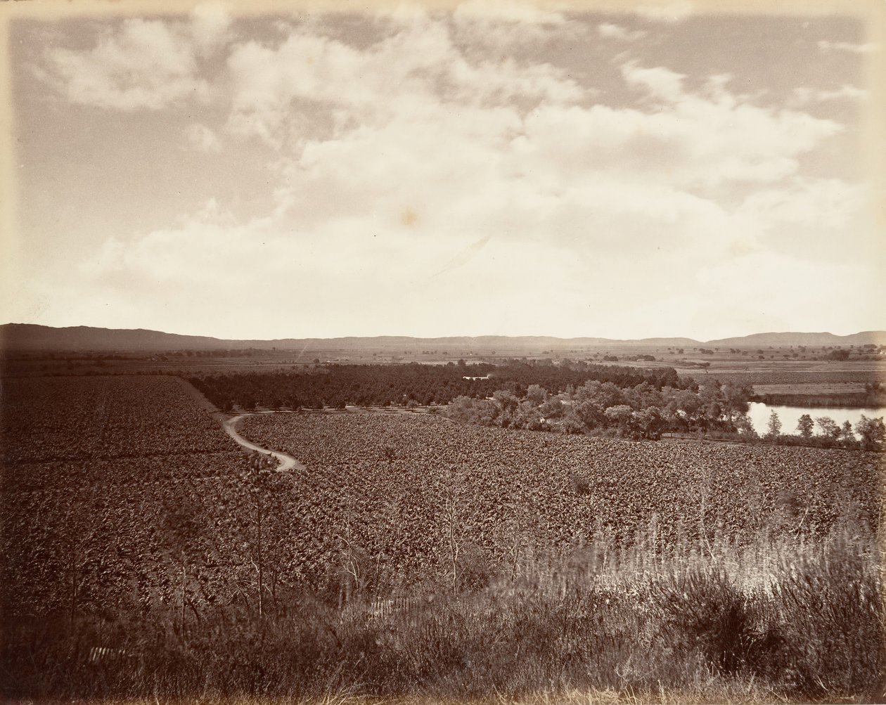 Lake Vineyard en Sinaasappelboomgaard, Los Angeles door Carleton Emmons Watkins