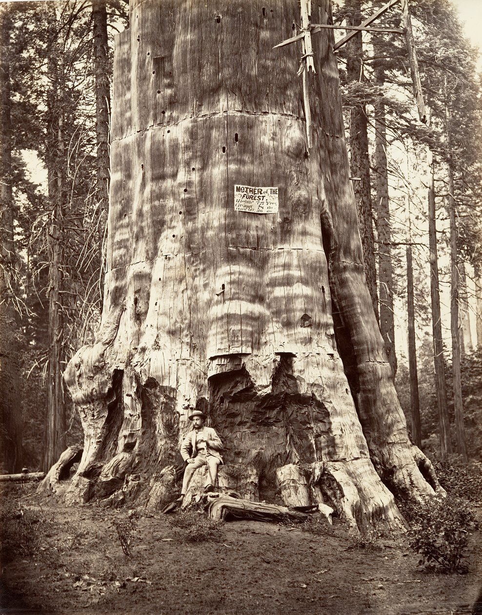 Moeder van het bos door Carleton Emmons Watkins