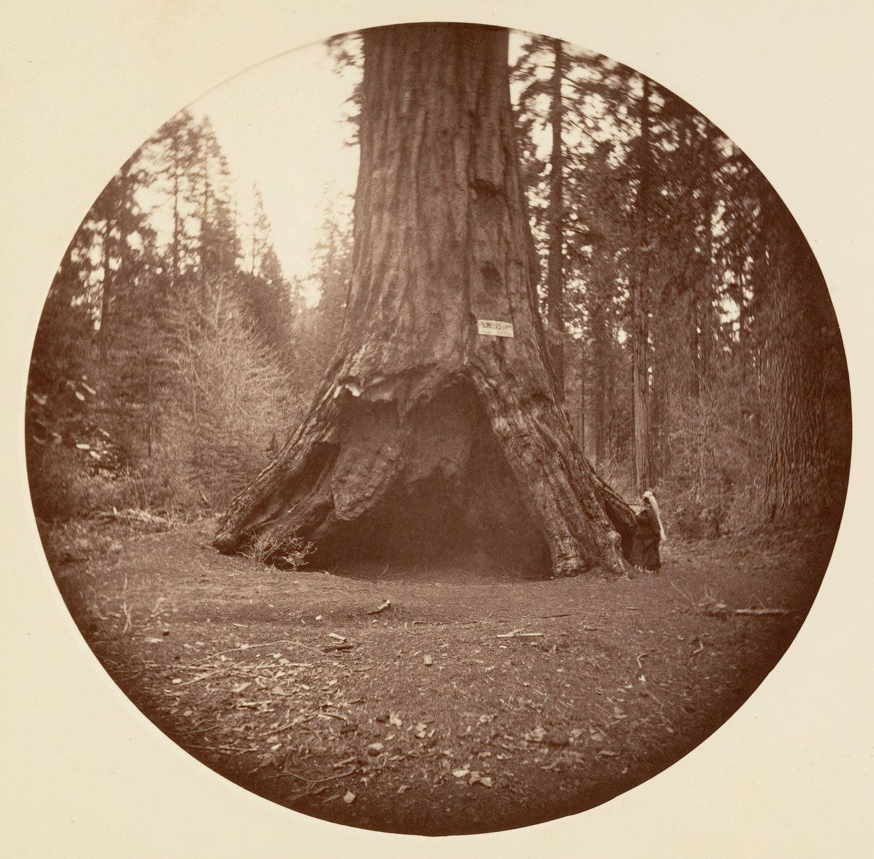 Pioneers Cabin - Calaveras Grove, ca. 1878 door Carleton Emmons Watkins