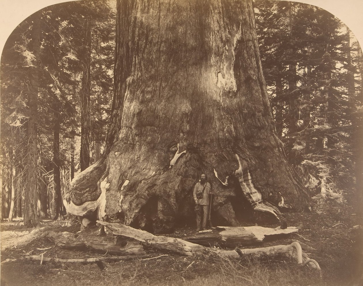 Sectie van Grisly Giant, Mariposa Grove, 1861 door Carleton Emmons Watkins